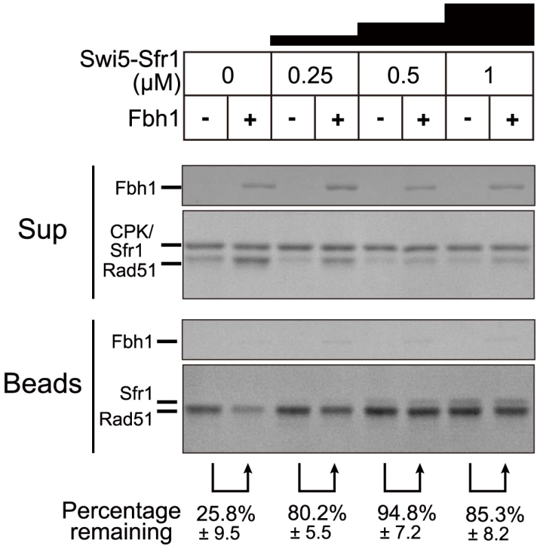 The Swi5-Sfr1 activator complex blocks the Fbh1-mediated Rad51 dissociation from ssDNA.