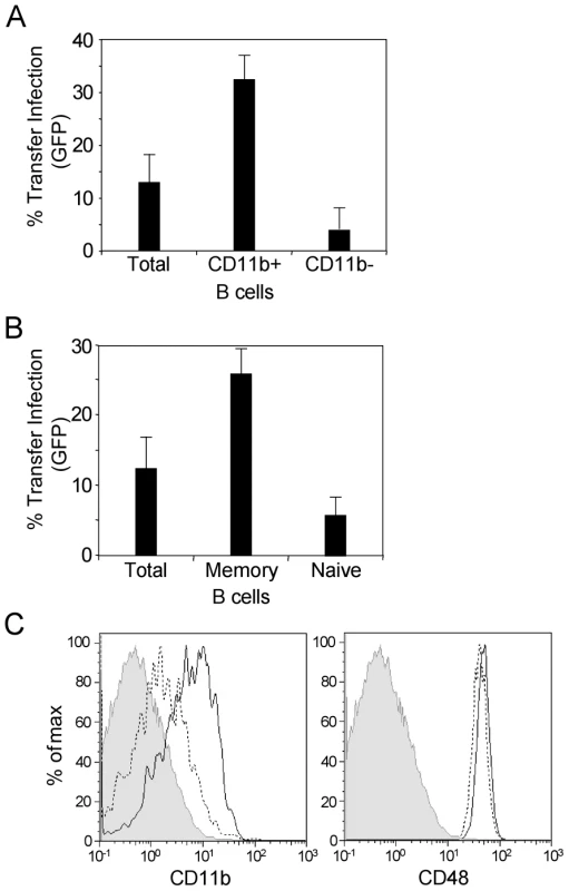 Transfer infection via the basolateral surface is mediated via memory B cells.