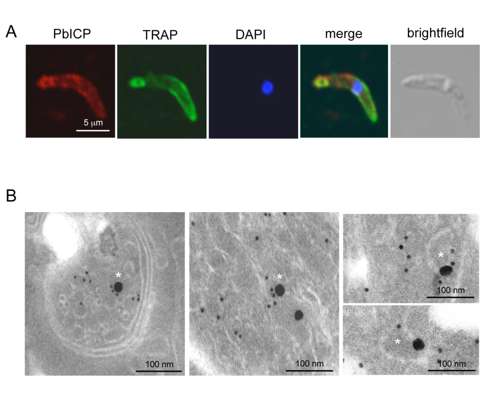 PbICP partially colocalizes with TRAP at the apical pole and in vesicles of sporozoites.