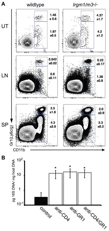 A neutrophil surge into the uterus of <i>C. trachomatis</i>-infected <i>Irgm1/m3</i><sup>(-/-)</sup> mice plays a role in immune clearance.