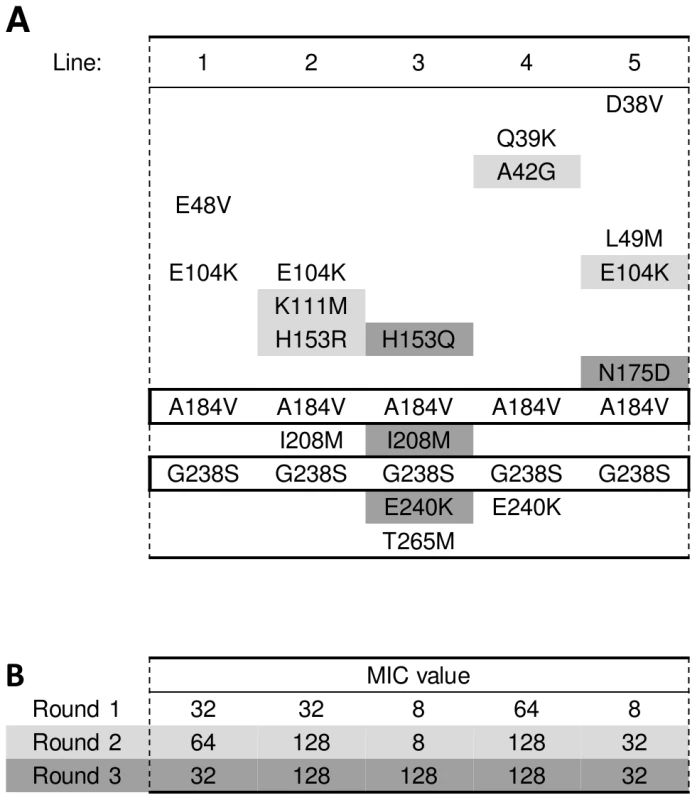 Amino acid substitutions in evolved TEM double-mutant A184V/G238S.