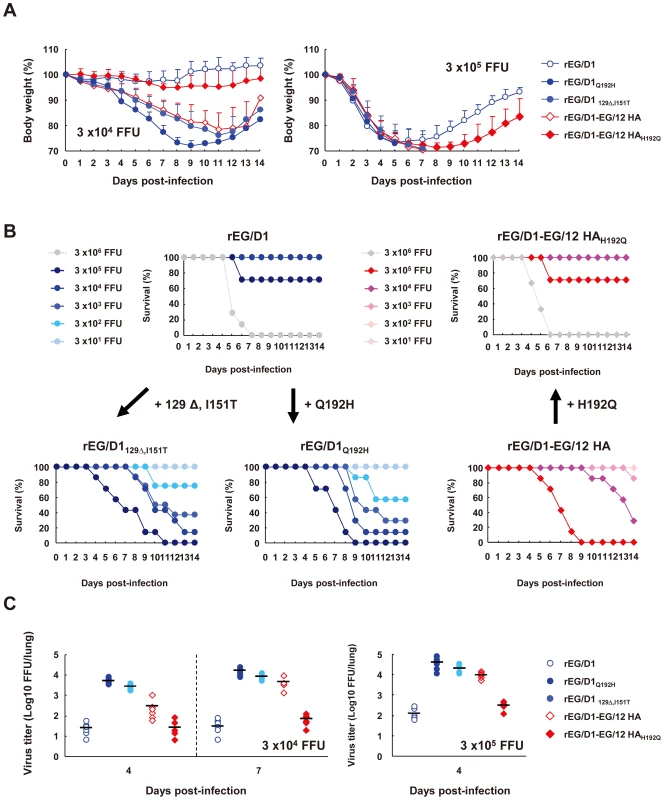 Mortality and weight loss of mice infected with rEG/D1 viruses.