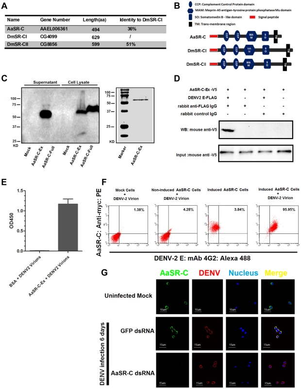 A Scavenger receptor-C with CCP domains recognizes DENV-2 <i>in vitro</i> and <i>in vivo</i>.