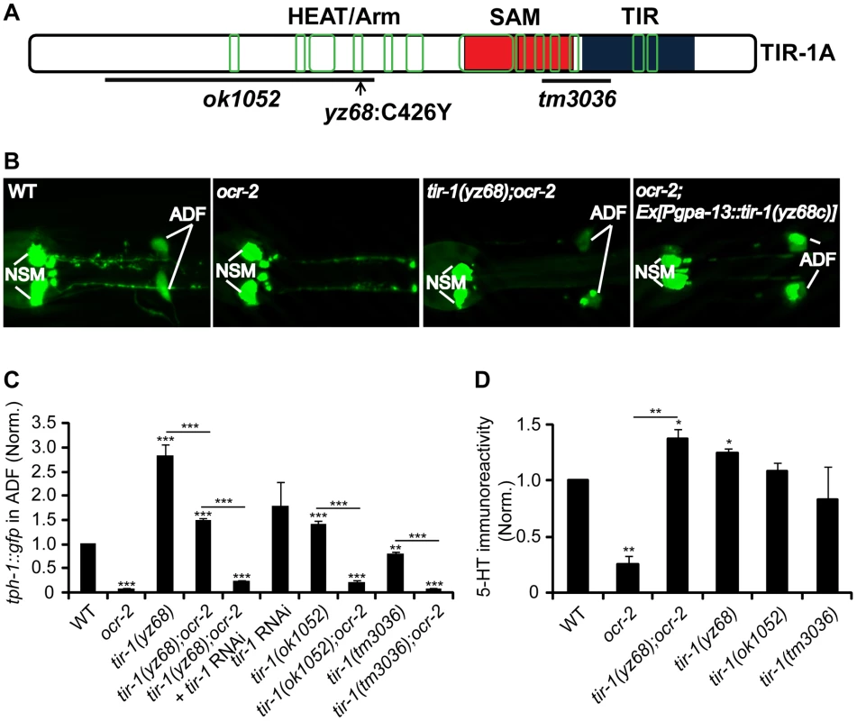<i>tir-1(yz68gf)</i> mutants constitutively upregulate <i>tph-1::gfp</i> expression in ADF neurons.