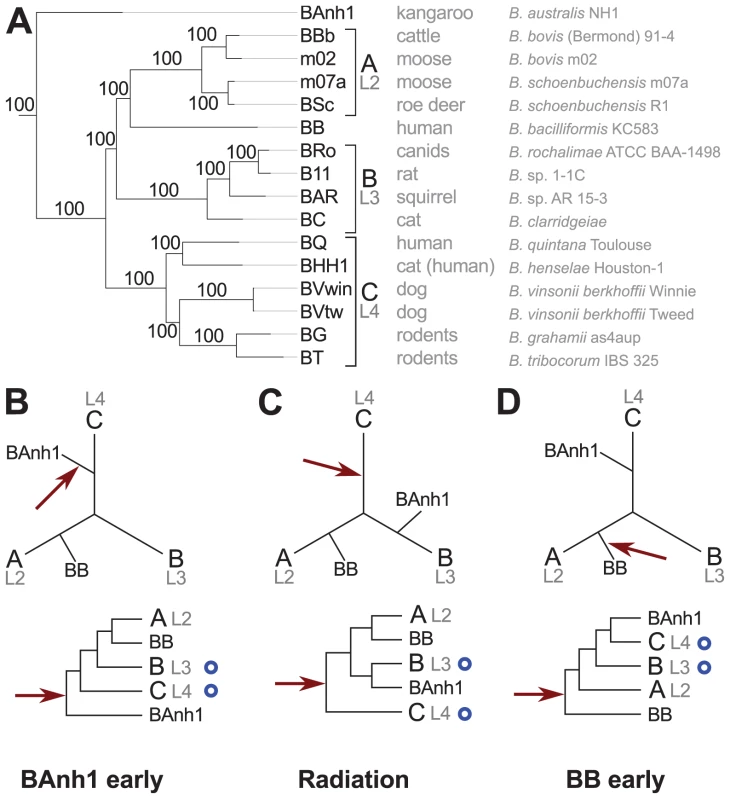Phylogenetic relationships of the <i>Bartonella</i> species examined in this study.
