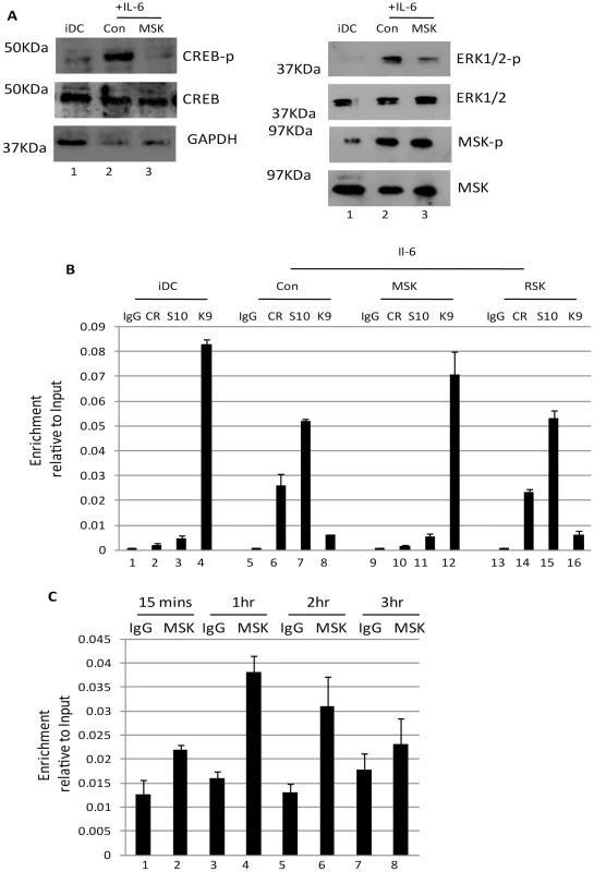 Inhibition of mitogen and stress kinase activity blocks CREB and histone phosphorylation at the MIEP.