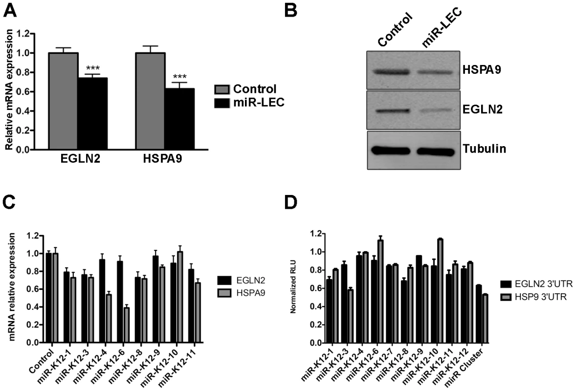 The KSHV miRNA cluster regulates EGLN2 and HSPA9.