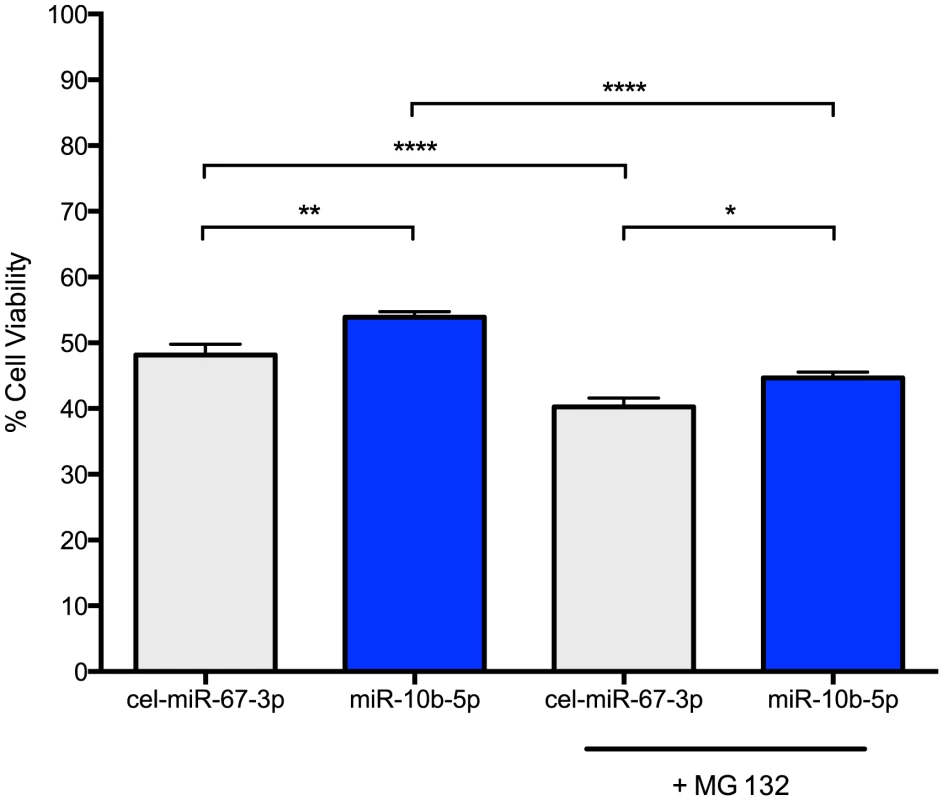 miR-10b-5p overexpressing PC12 Q73 cells exhibit reduced cytotoxicity.