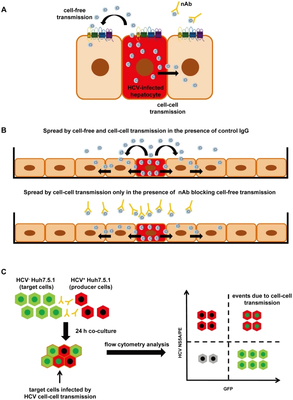 Cell culture model systems for analysis of HCV dissemination and cell-cell transmission.