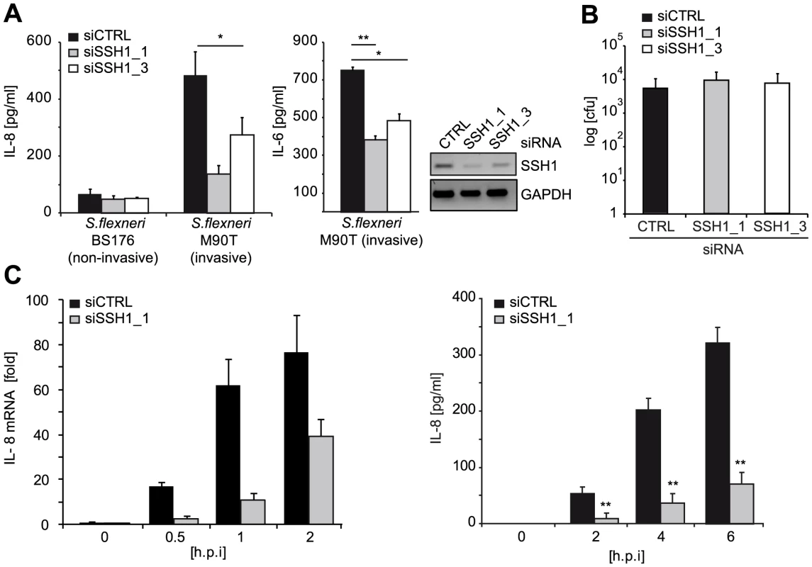 SSH1 is involved in early <i>Shigella</i>-induced pro-inflammatory responses.