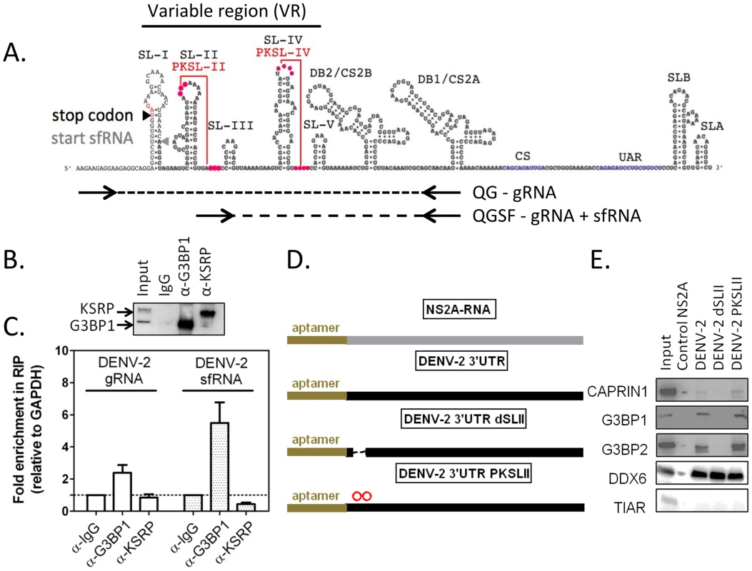 G3BP1, G3BP2 and CAPRIN1 interact with DENV-2 gRNA and sfRNA in infected cells.
