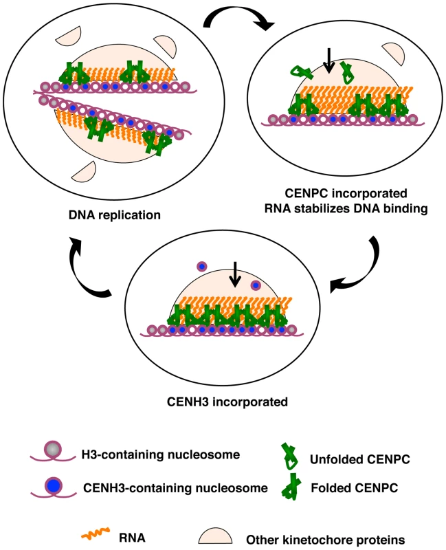 A model for how RNA facilitates the CENPC-DNA interaction.