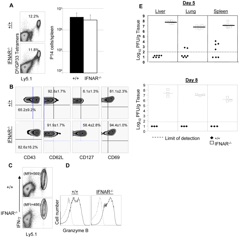 Expansion of TCR tg P14 memory CD8<sup>+</sup> T cells and viral control in IFNAR<sup>−/−</sup> mice.