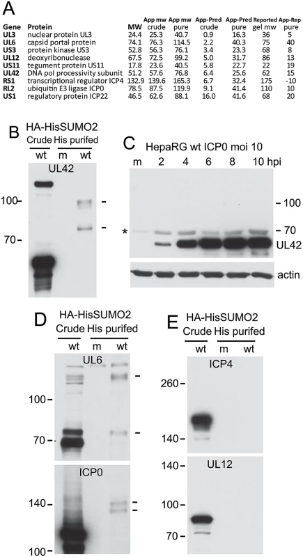 Analysis of potential sumoylation of HSV-1 proteins.