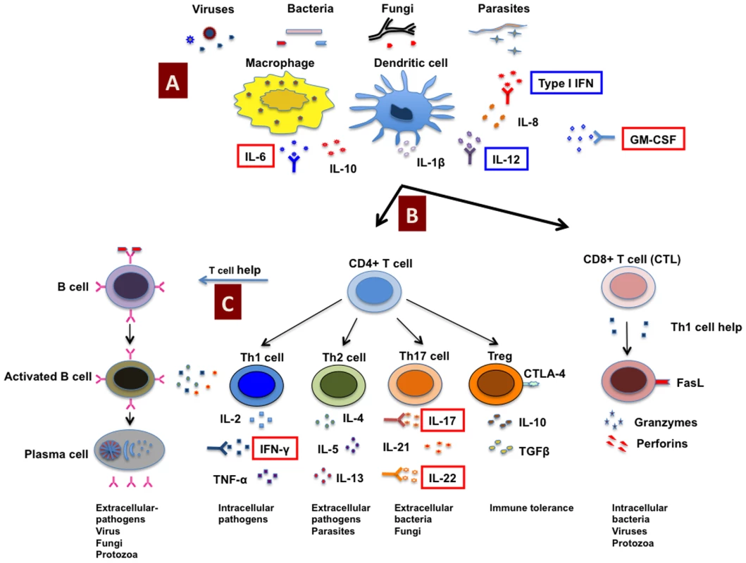 Host immune response to pathogens and predisposition to infections due to autoimmunity.