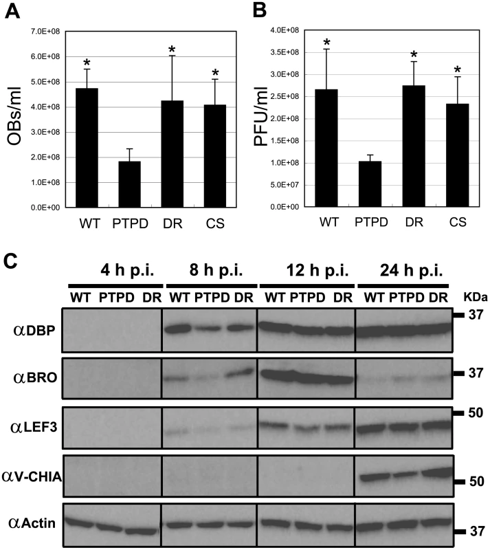BmPTPD produces fewer progeny in 5<sup>th</sup> instar <i>B. mori</i> and shows a delay in late gene expression in BmN cells.