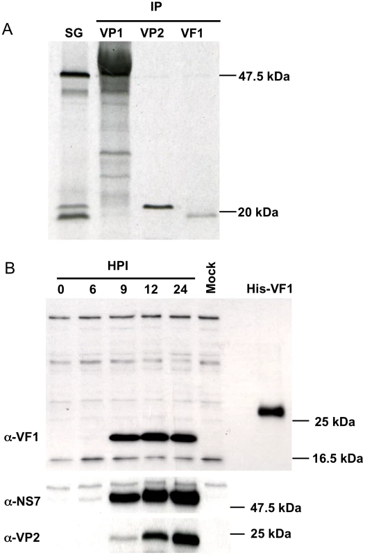 <i>In vitro</i> synthesis of the murine norovirus VF1 protein.