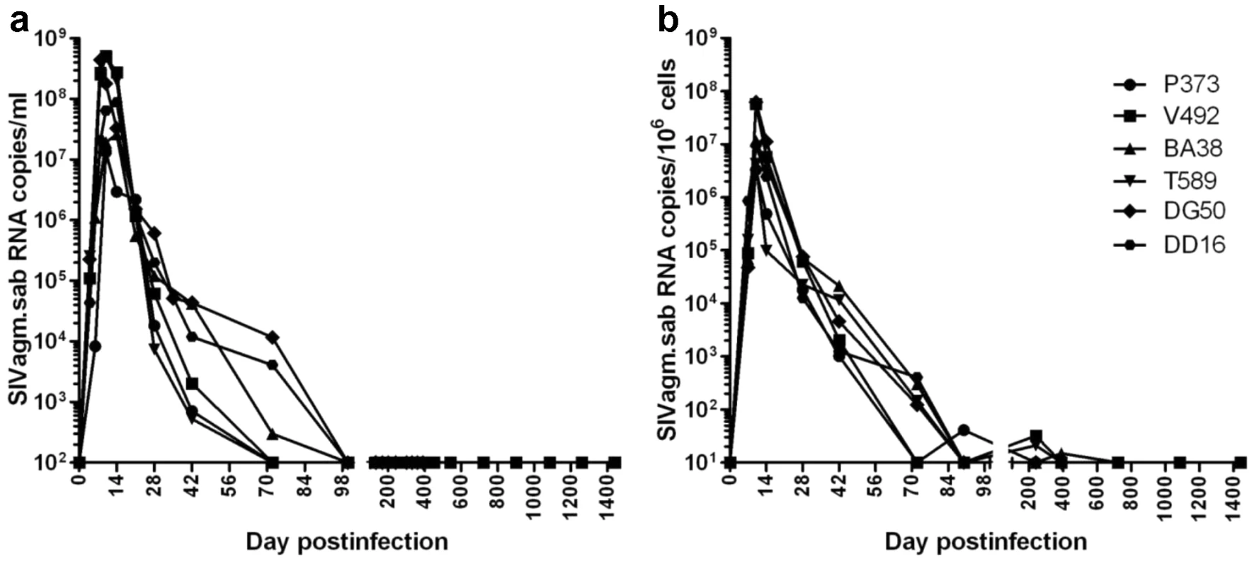 Viral replication during acute and chronic SIVagm infection of RMs.