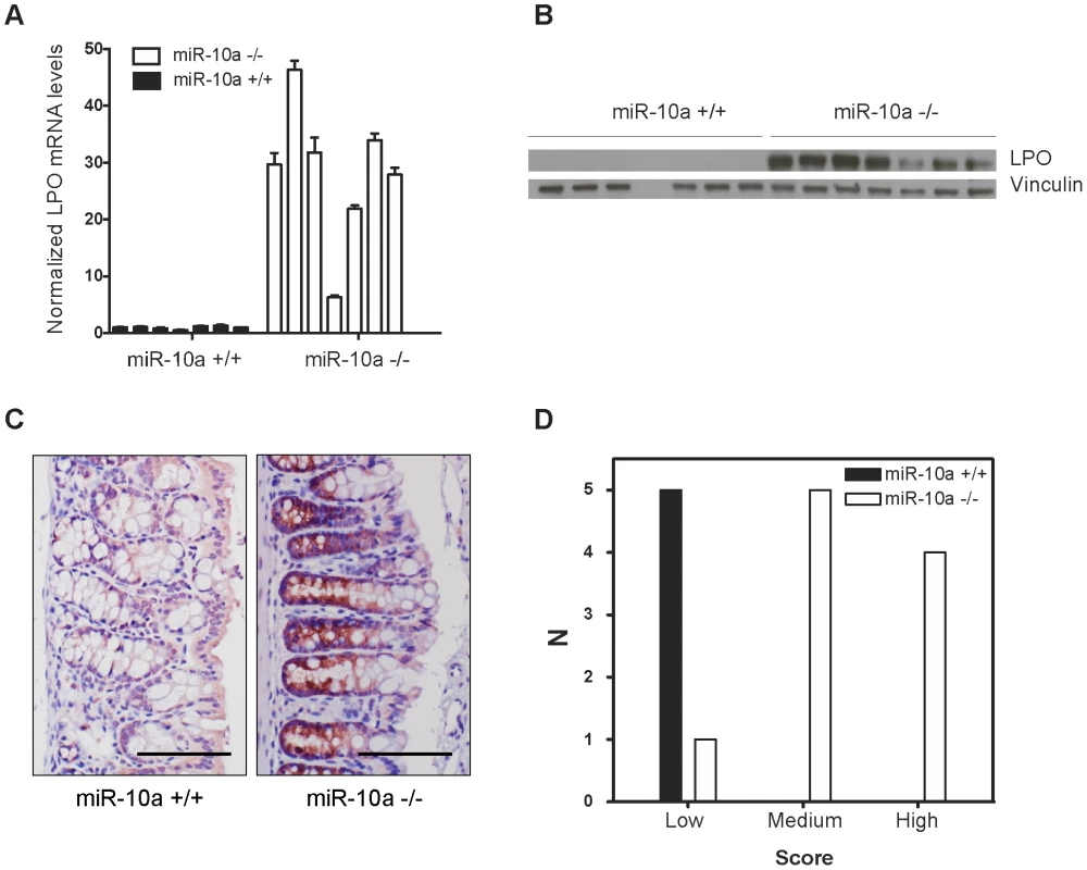<i>Lpo</i> is transcriptionally upregulated in the intestines of <i>miR-10a</i> deficient female mice.