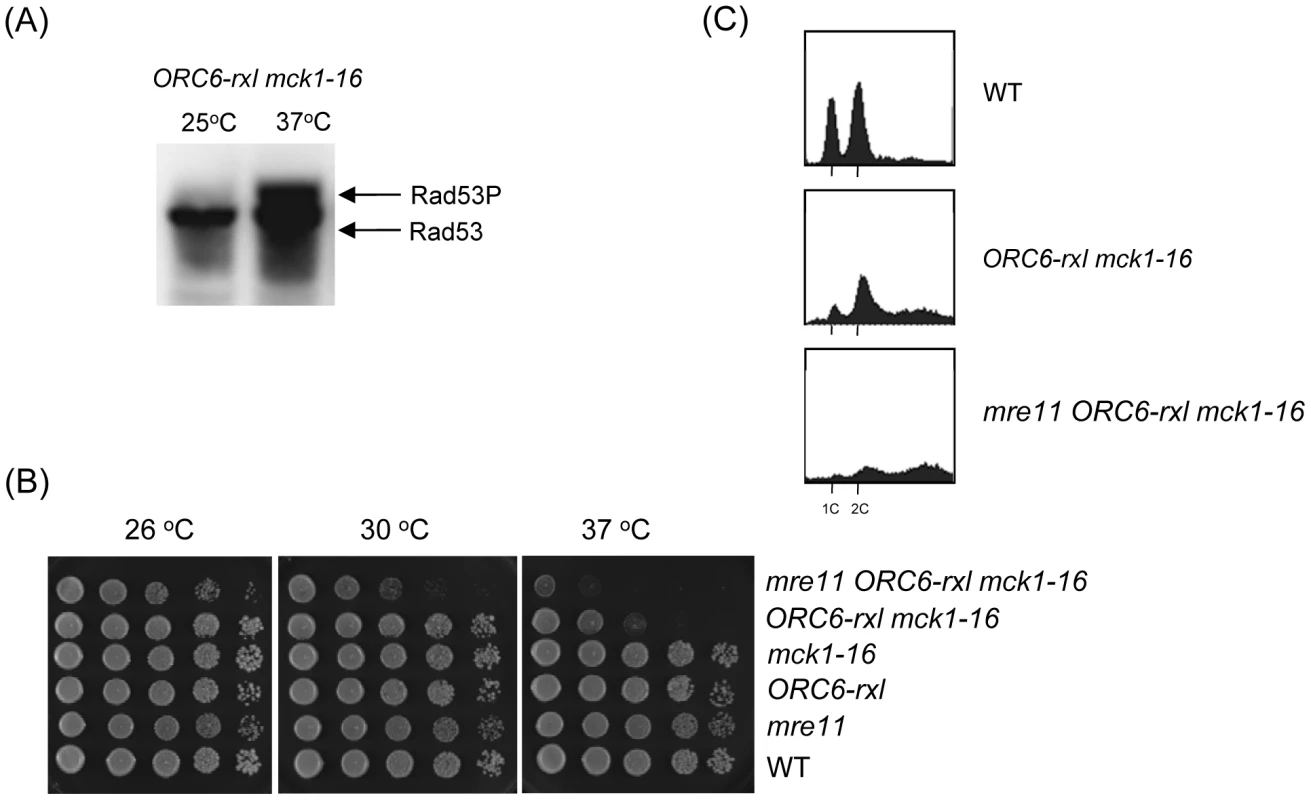 DNA damage was induced in <i>ORC6-rxl mck1-16</i> cells.