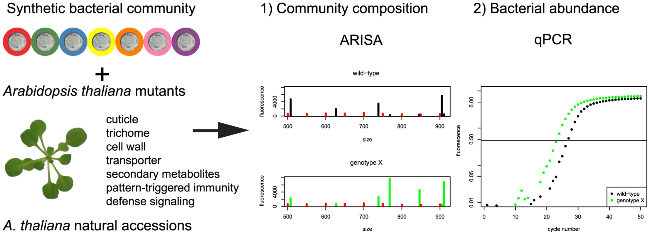 Experimental strategy to identify the plant genes responsible for changes in community composition and/or total bacterial abundance.