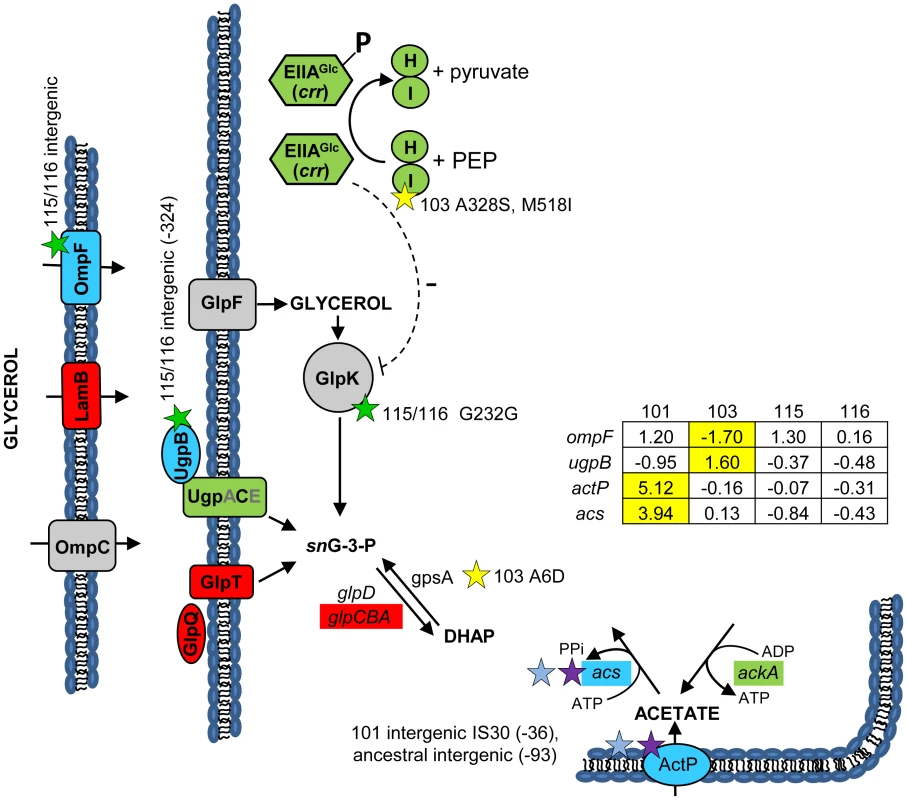 Gene expression and SNPs among loci that mediate glycerol and acetate uptake/metabolism.