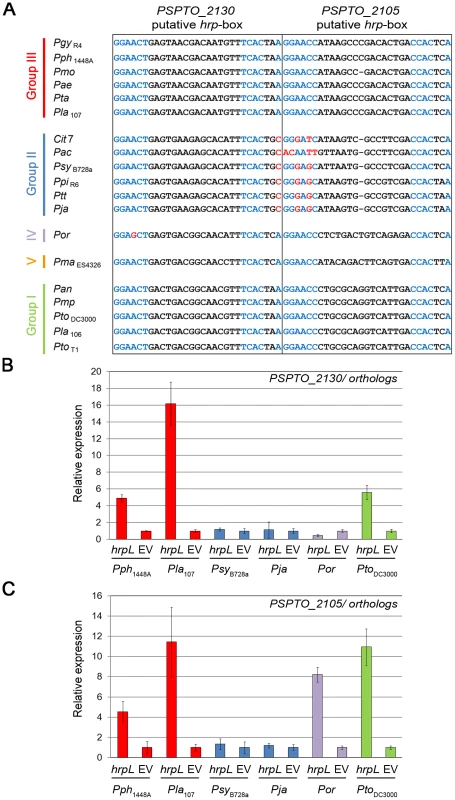 <i>hrp</i>-box mutations associated with differential HrpL-dependent up-regulation of <i>PSPTO_2105, and 2130</i> orthologs.
