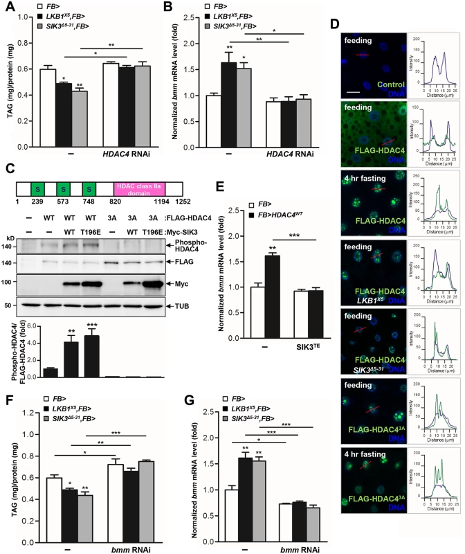 HDAC4 is the responsible target of LKB1-SIK3 signaling for controlling lipid homeostasis.