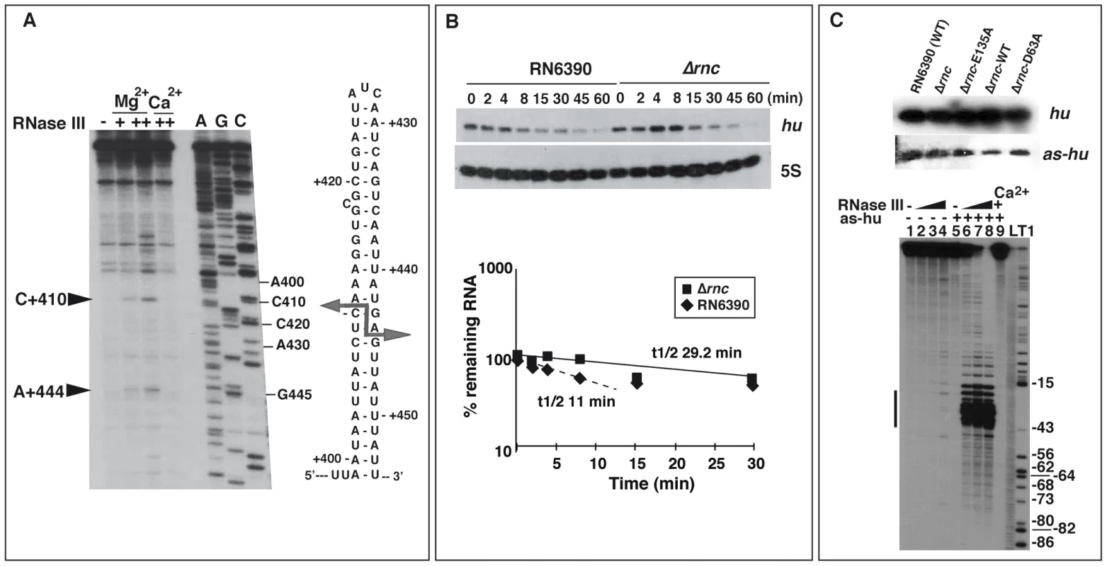 Effect of RNase III on mRNA turnover.