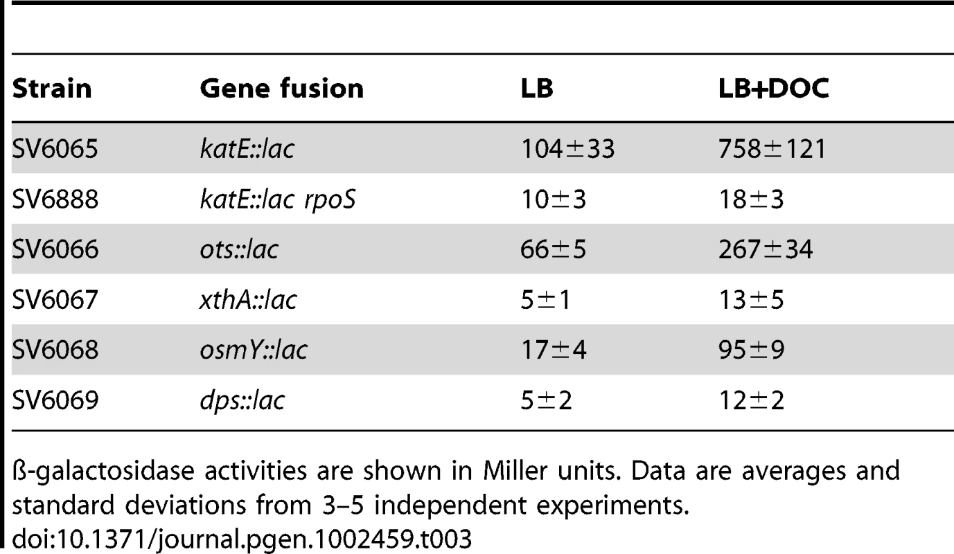 ß-galactosidase activities of <i>lac</i> fusions in RpoS-regulated genes in the presence and in the absence of 5% sodium deoxycholate during exponential growth.