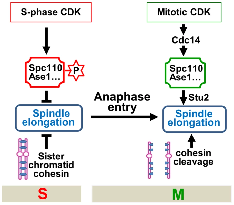 The working model for the timing control of spindle elongation by the balance of mitotic versus S-phase CDKs.