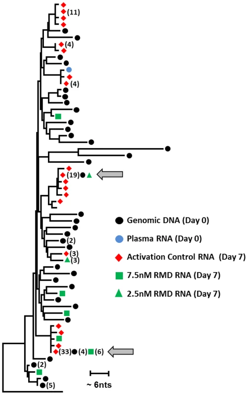 Phylogenetic analysis of HIV sequences expressed ex vivo following the latency reversal.