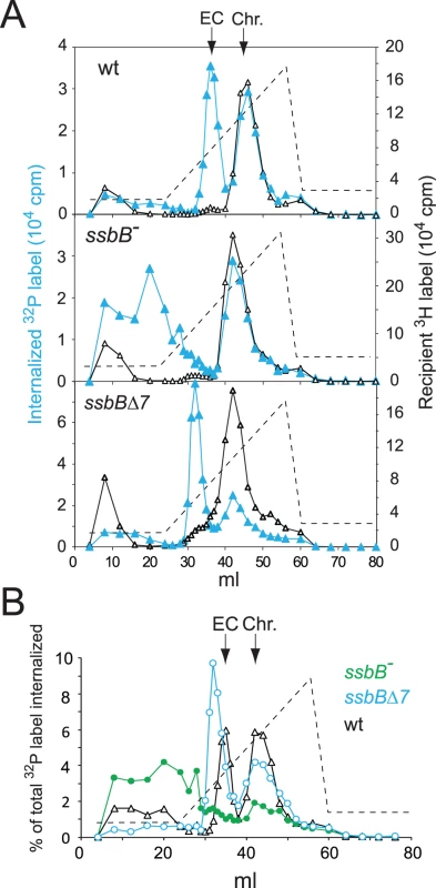 Analysis of EC in wildtype, <i>ssbB<sup>−</sup></i>, and <i>ssbB</i>Δ<i>7</i> cells.