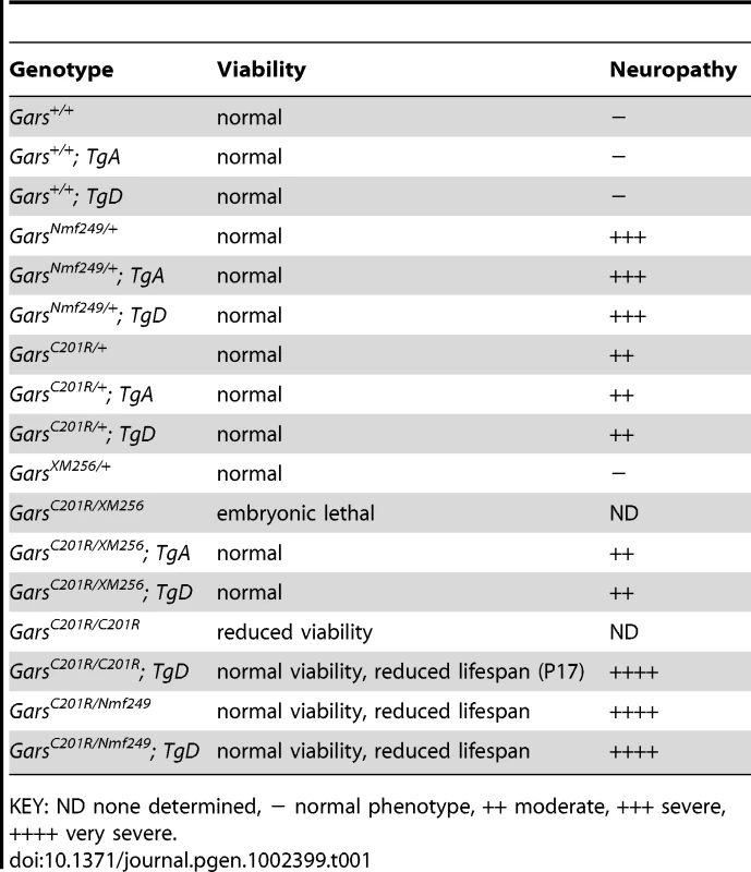 A summary of the genotypes of mice used in these studies indicating the viability and neuropathy phenotypes associated with each genotype.