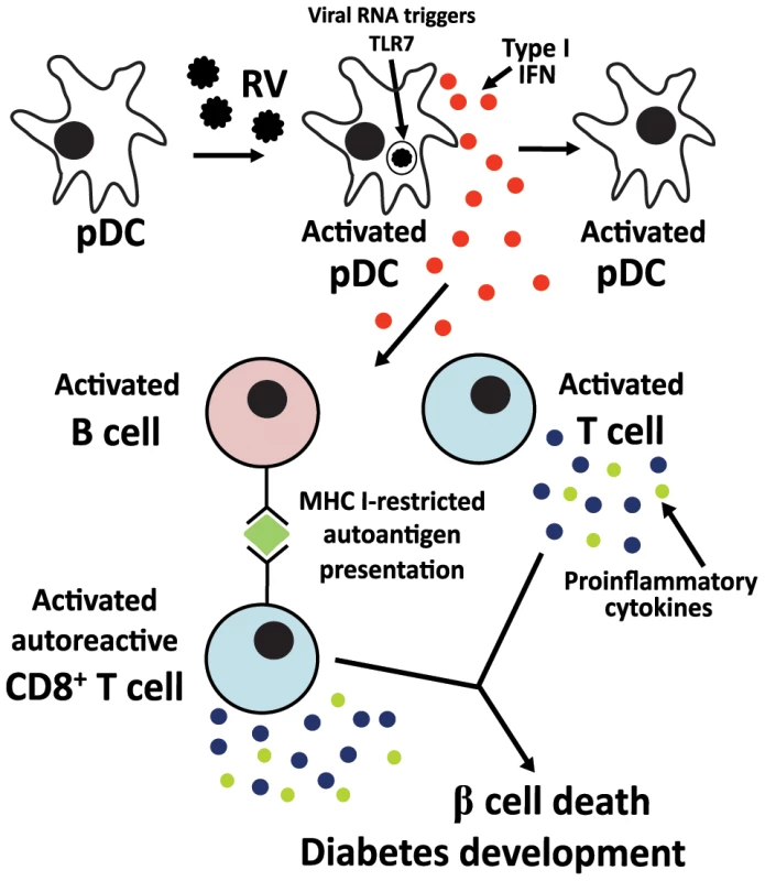 Proposed mechanism for the contribution of rotavirus-induced bystander lymphocyte activation to exacerbation of diabetes-related autoimmunity.