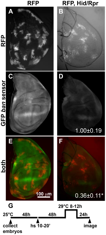 Activation of <i>ban</i> after clonal induction of cell death in wing discs.