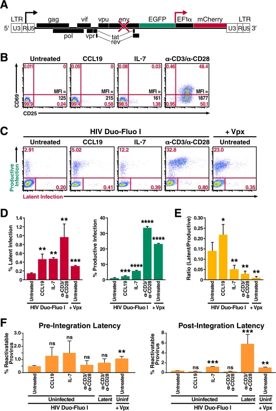 Resting primary CD4<sup>+</sup> T cells support both productive and latent HIV infection.