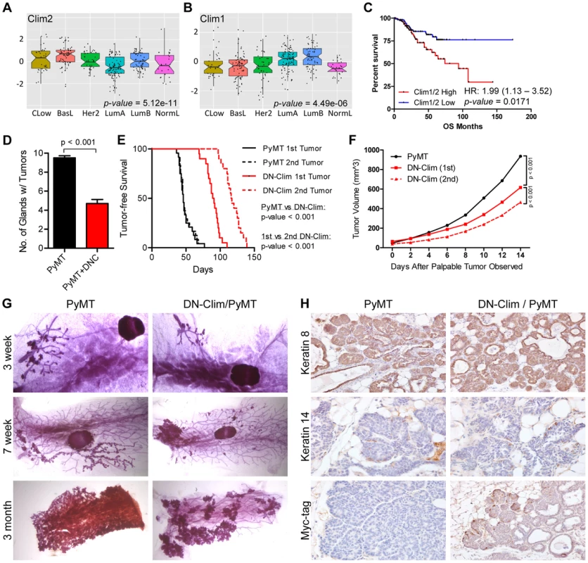 Clims promote the initiation and progression of tumors in the MMTV-PyMT breast cancer mouse model.