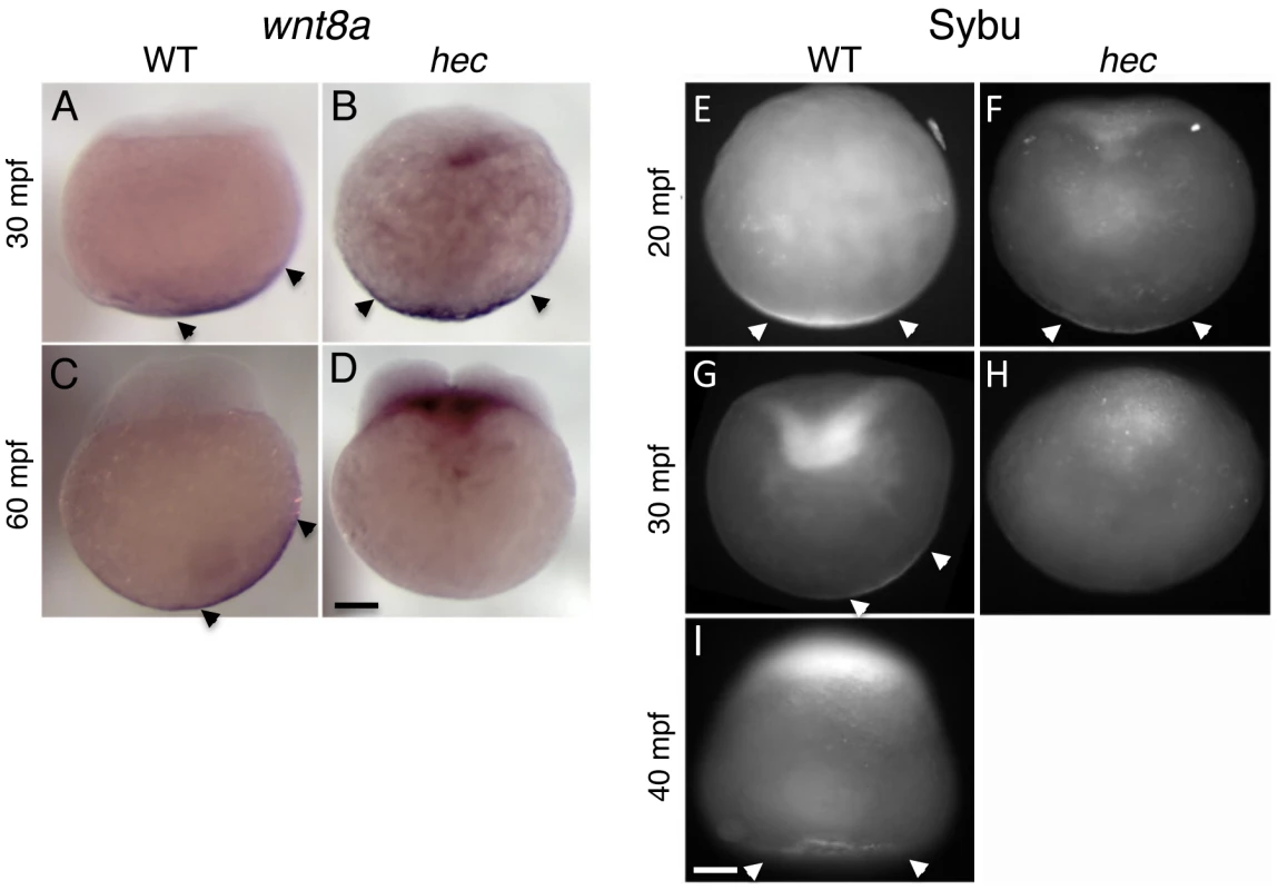 Defects in the vegetal localization of <i>wnt8a</i> mRNA and Sybu protein.