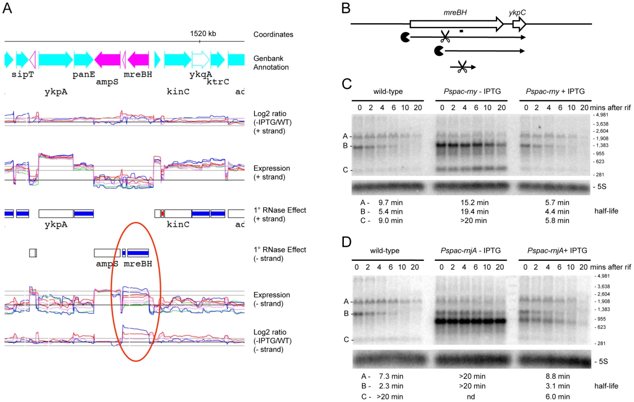 Degradation of the <i>mreBH ykpC</i> mRNA depends on both RNase Y and J1.