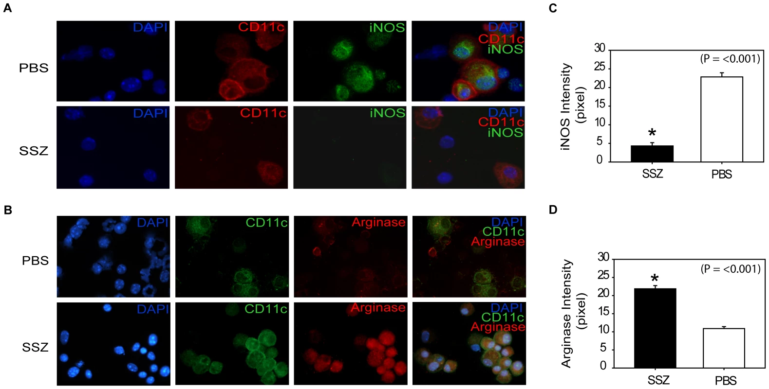 SSZ promotes an alternatively activated macrophage phenotype during PcP-related IRIS.