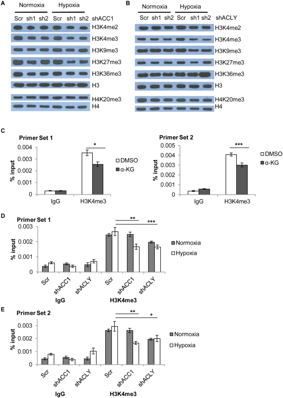 Histone methylation changes in shACC1 and shACLY cells under hypoxia.