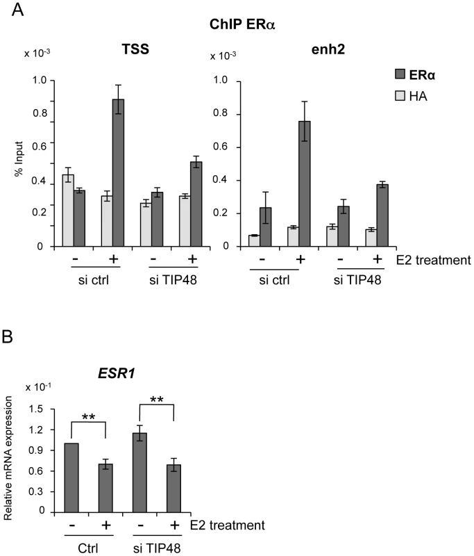 TIP48 is required for ERα binding during E2 activated transcription.