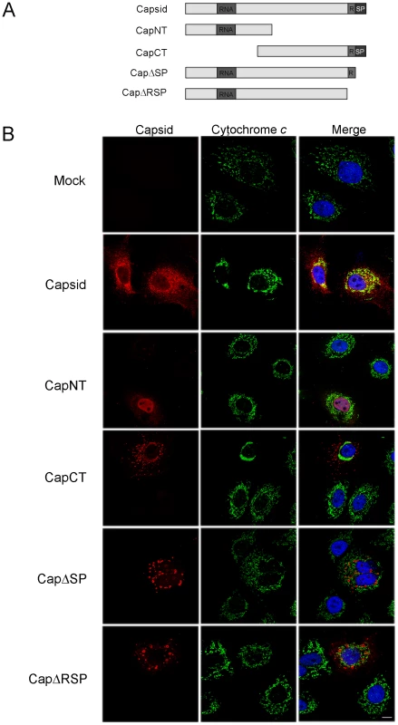 The E2 signal peptide is required for targeting of capsid protein to mitochondria.