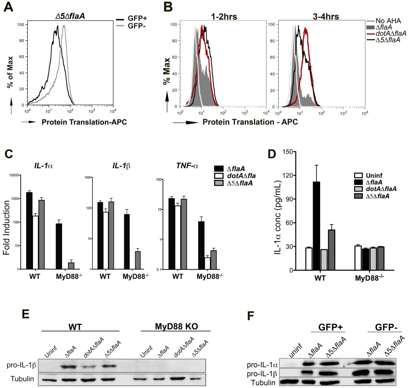 Production of the pro-inflammatory cytokines IL-1α and IL-1β is independent of the five translocated protein synthesis inhibitors