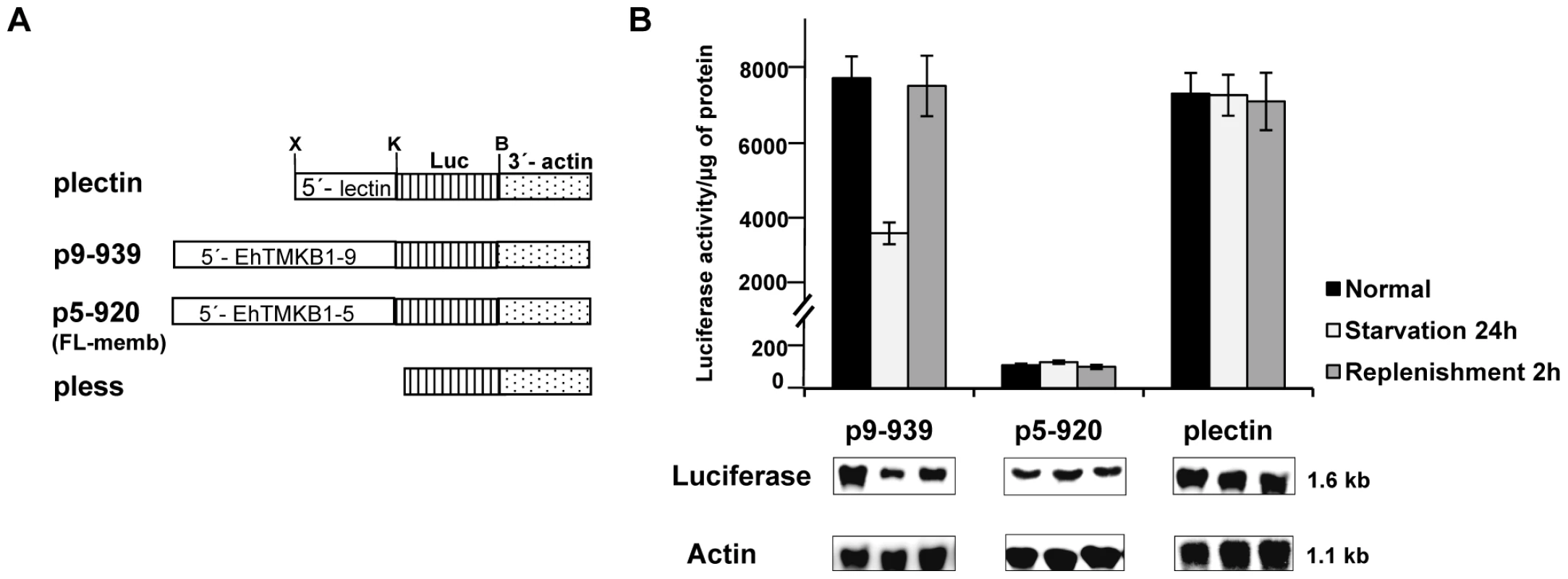 Promoter analysis of EhTMKB1-9 using luciferase as a reporter gene.