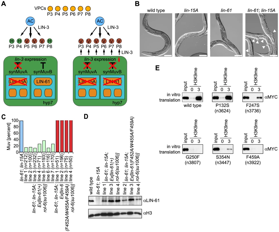 LIN-61–H3K9me3 binding is essential for <i>C. elegans</i> vulva development within the synMuvB pathway.
