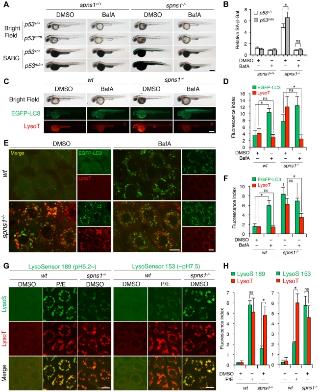 Acidity-dependent lysosomal biogenesis is rate limiting in <i>spns1</i>-mutant zebrafish.