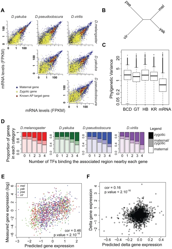 mRNA levels are highly conserved despite high divergence of BCD, GT, HB and KR binding.