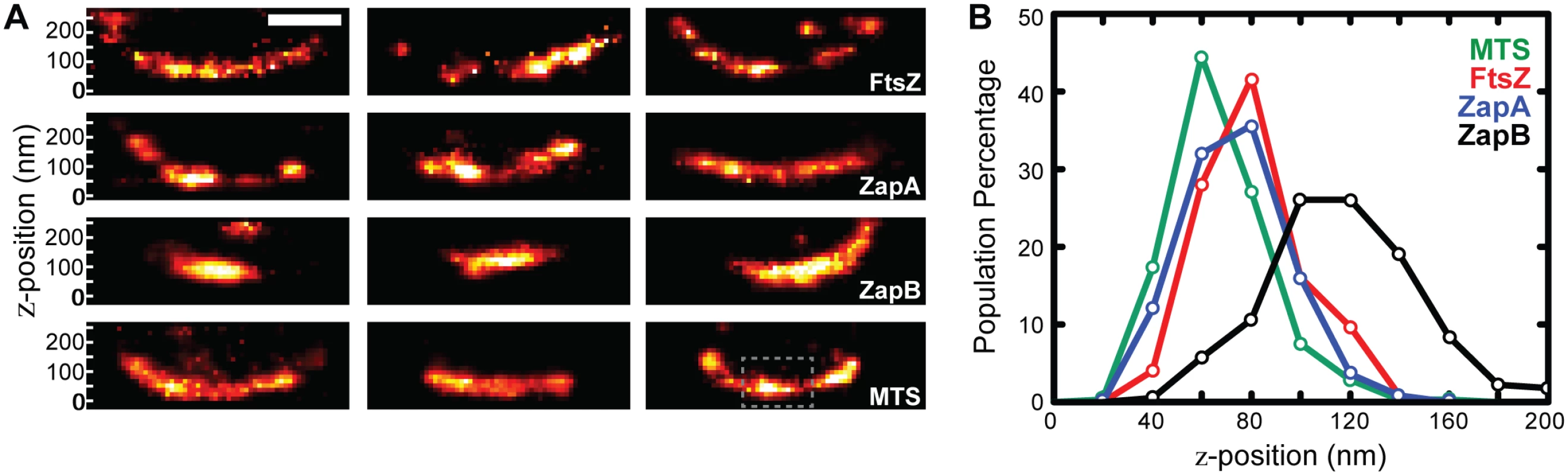 iPALM imaging and <i>z</i>-position measurements of FtsZ, ZapA, and ZapB.